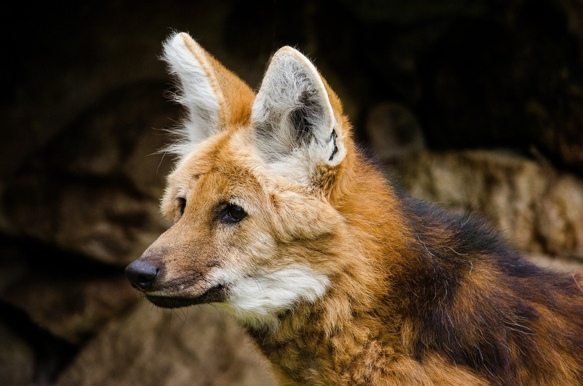 Lobo-guará