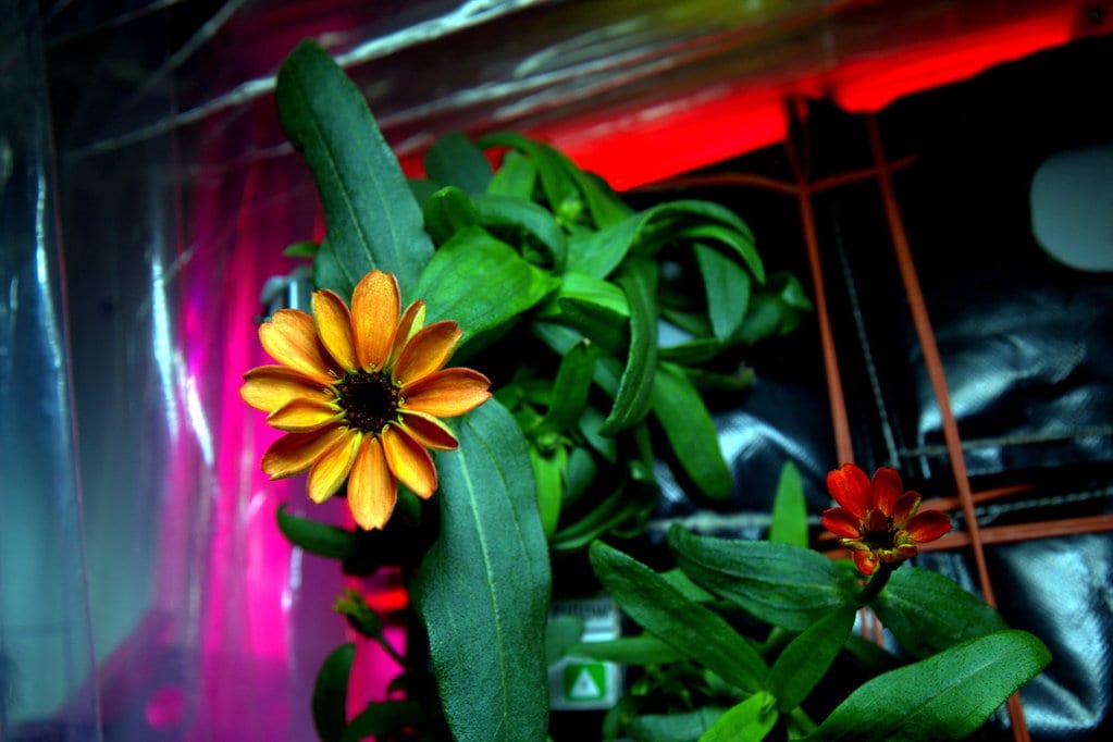 NASA: Zínia, a primeira flor que cresceu no espaço