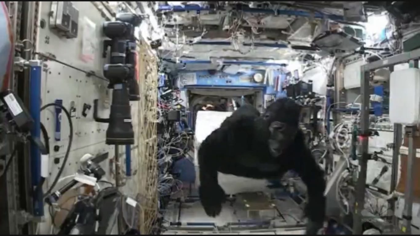 gorila_iss_tecStudio