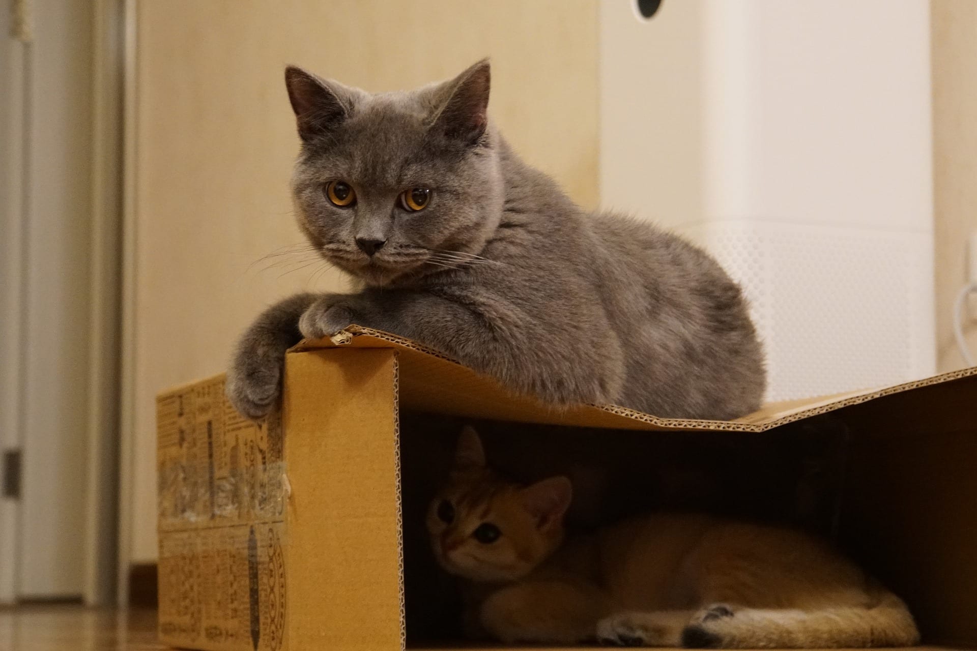 casa para gatos