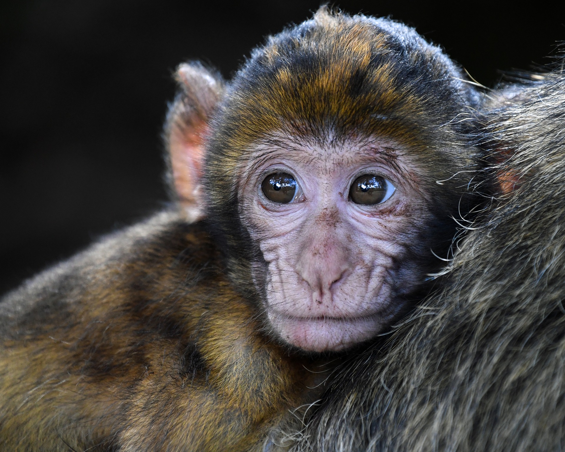 monkey-2790452_1920 Covid-19